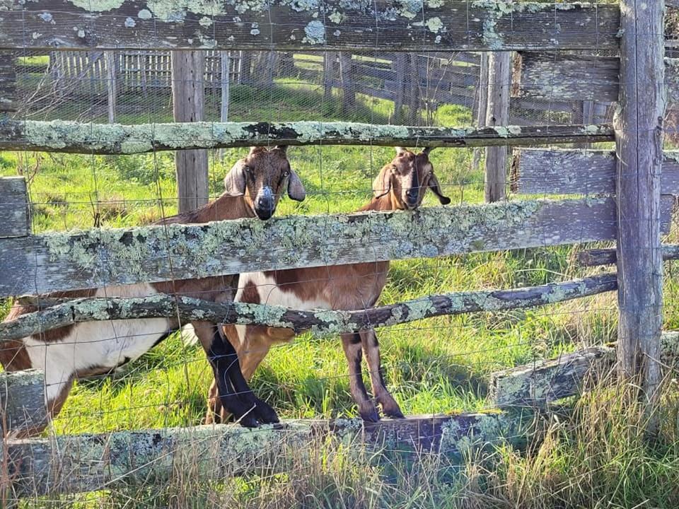 Roulotte A Sapharey Hotel Sarrazac  Eksteriør billede